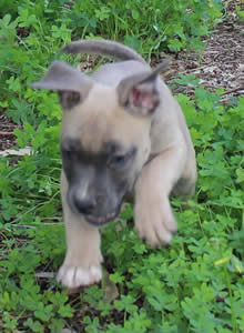 DDDawgs Frankie Gonna Thongya